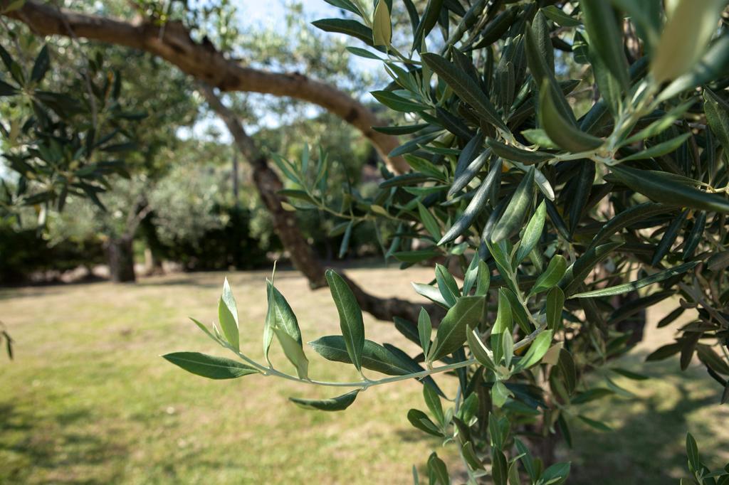 Agriturismo La Molara Sessa Aurunca Exterior foto
